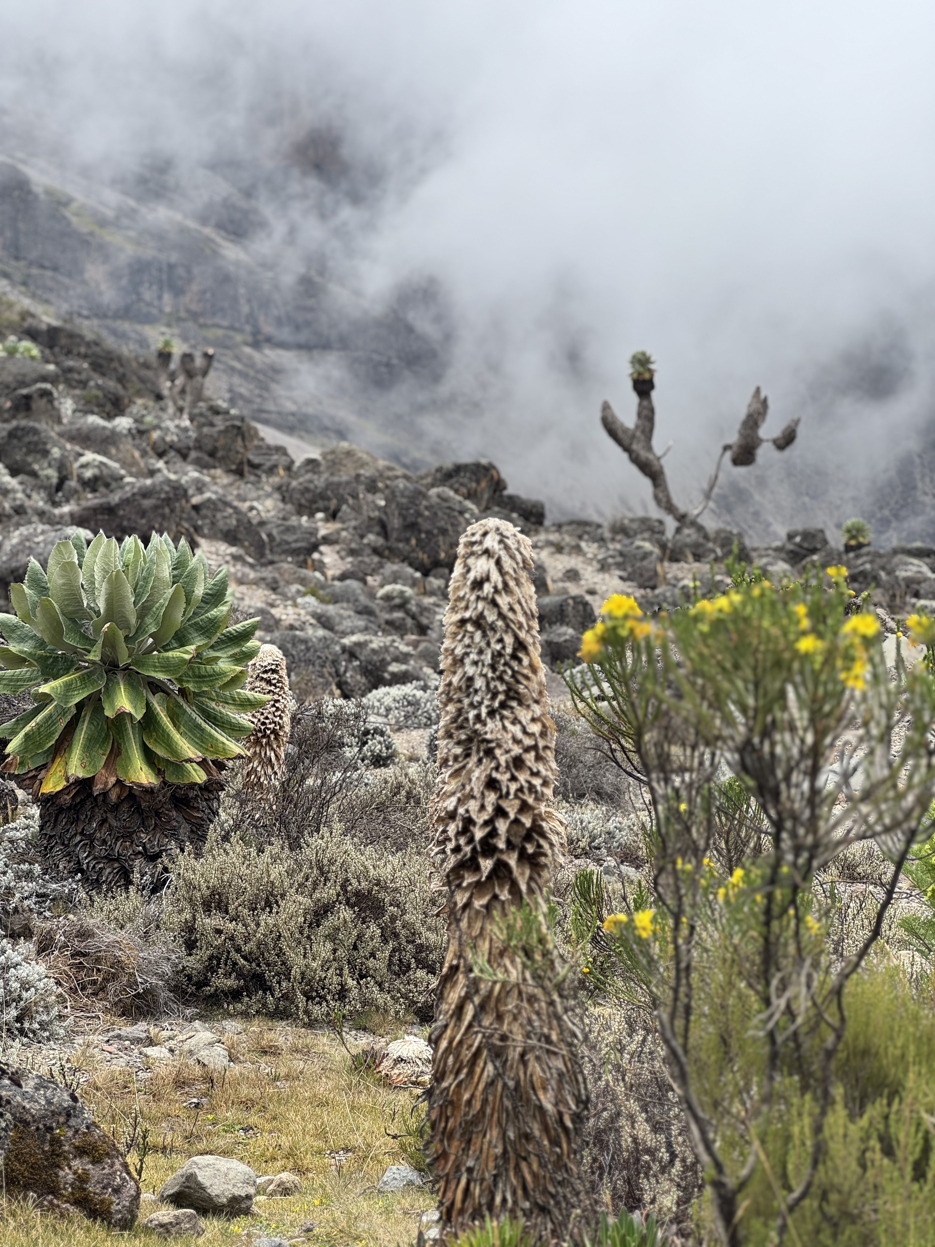 Kilimanjaro alpine vegetation