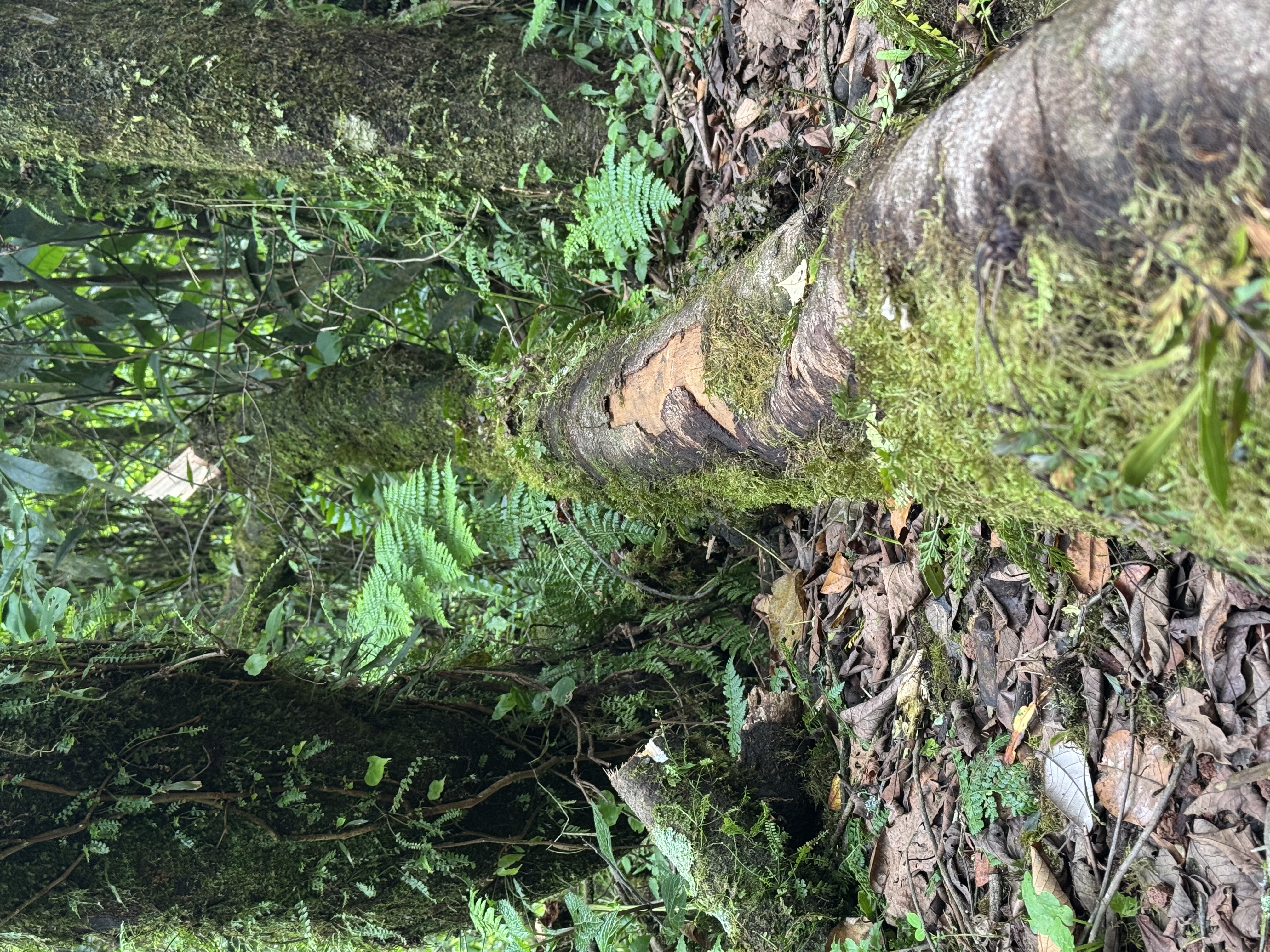 Kilimanjaro rainforest zone