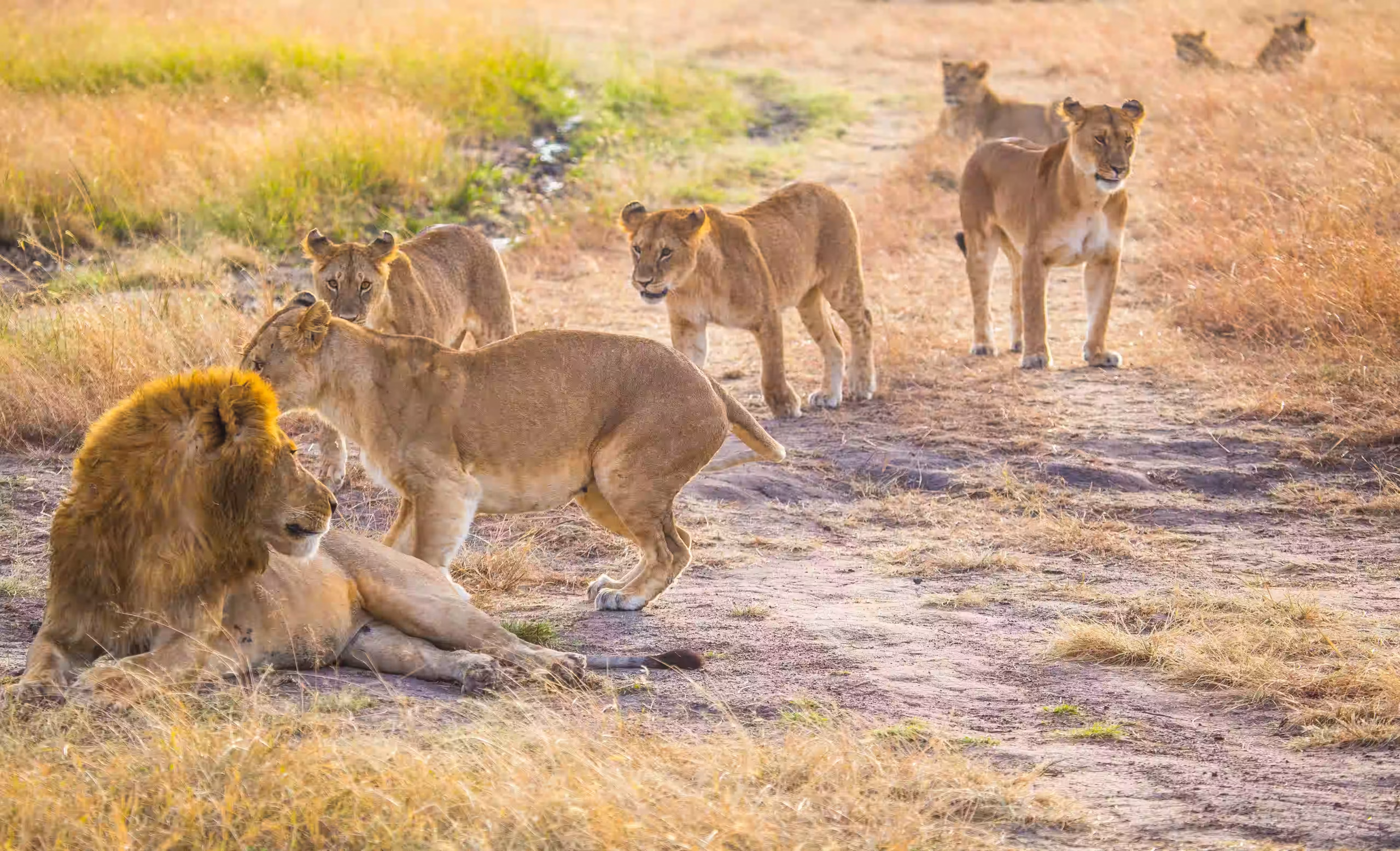 Lion Prides