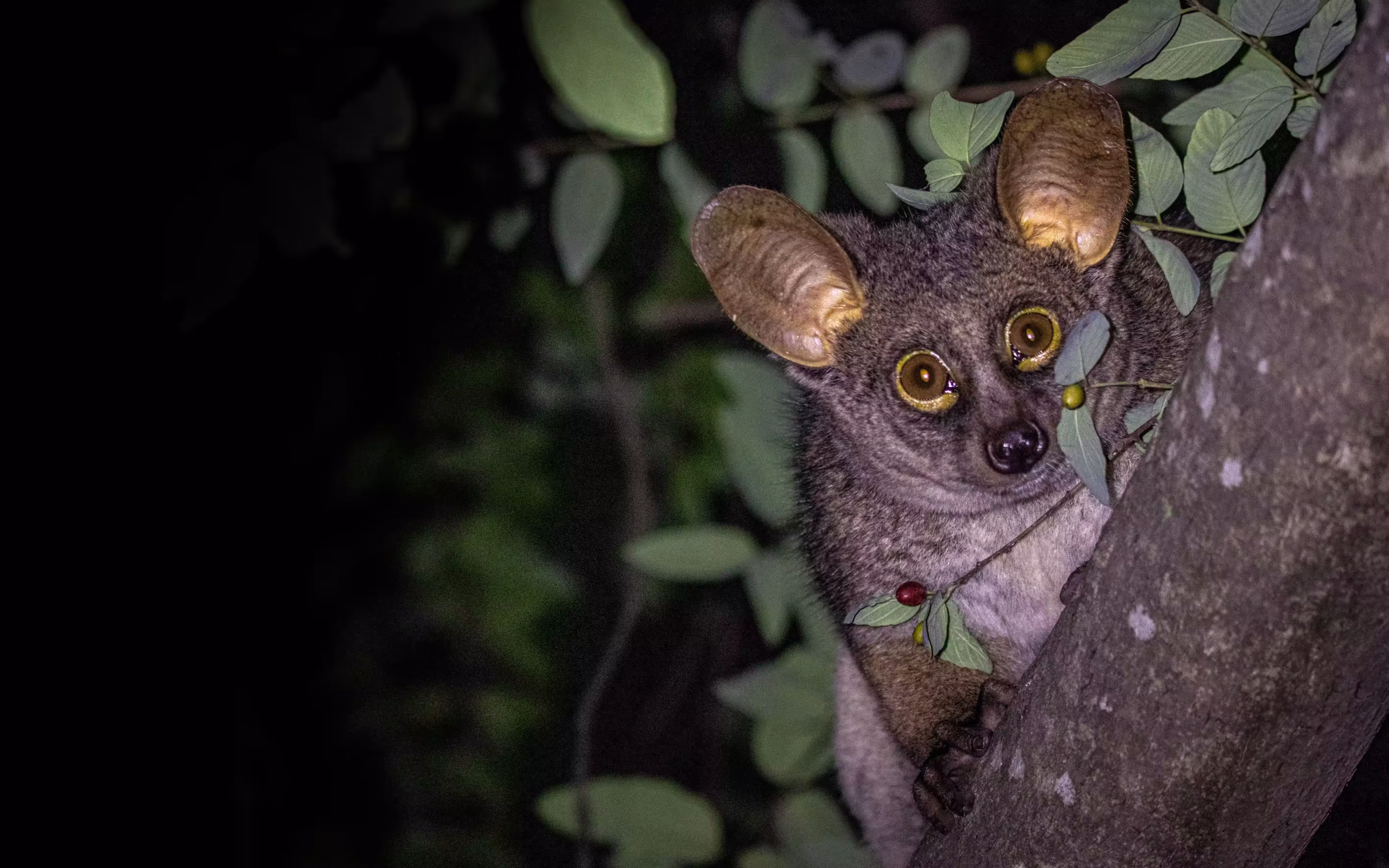 Bushbaby
