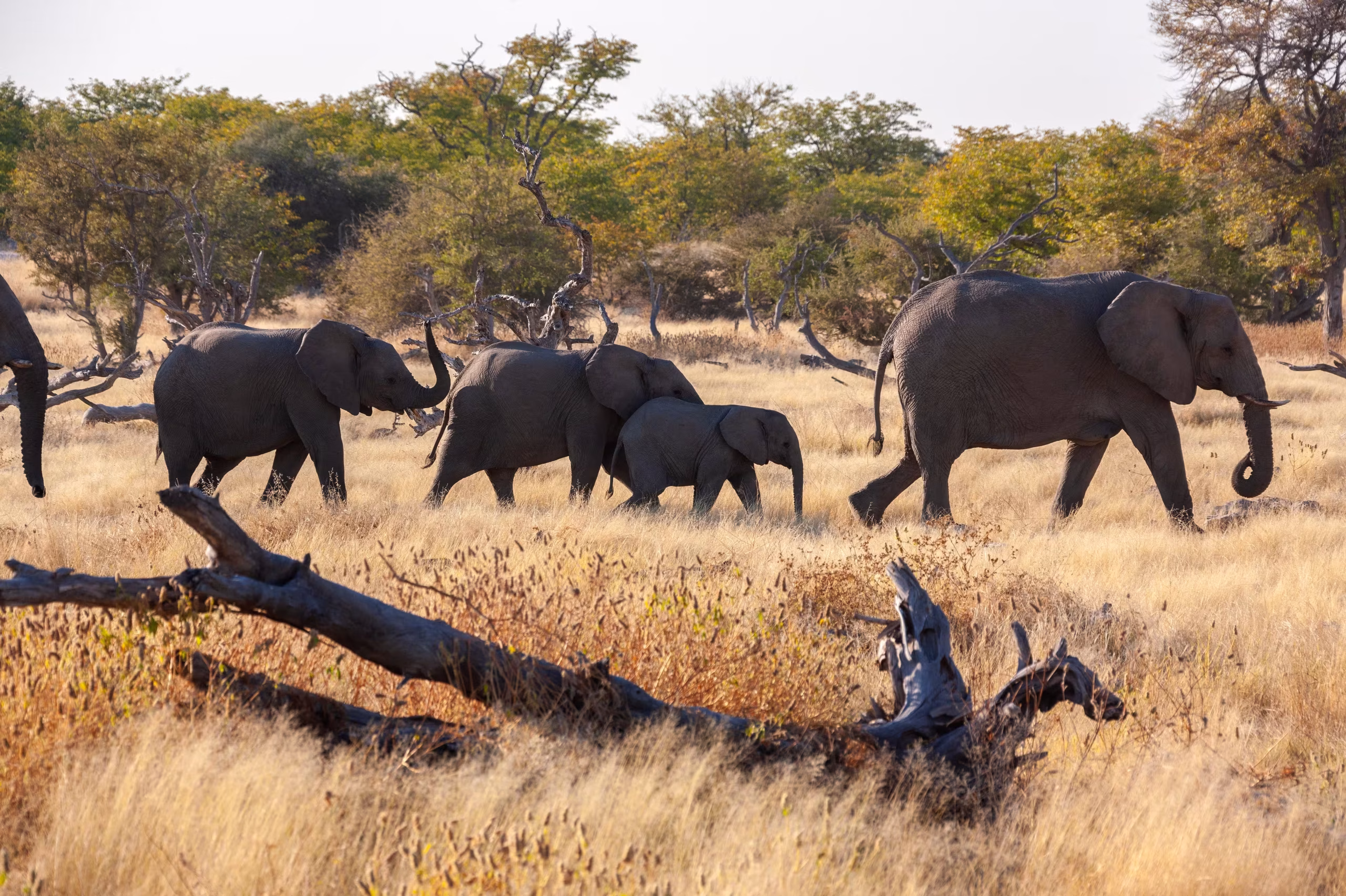 Elephant Herd