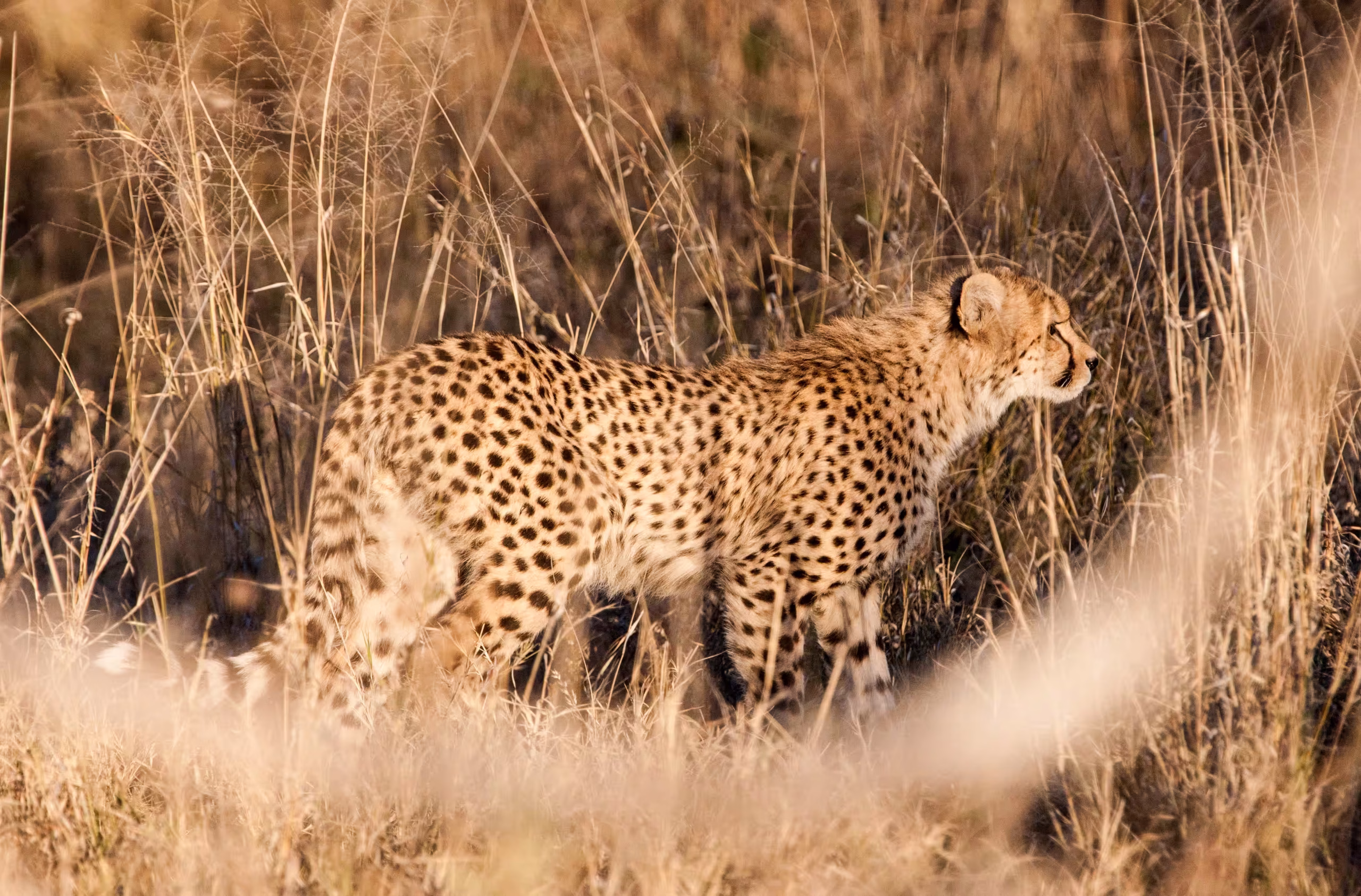 Cheetah