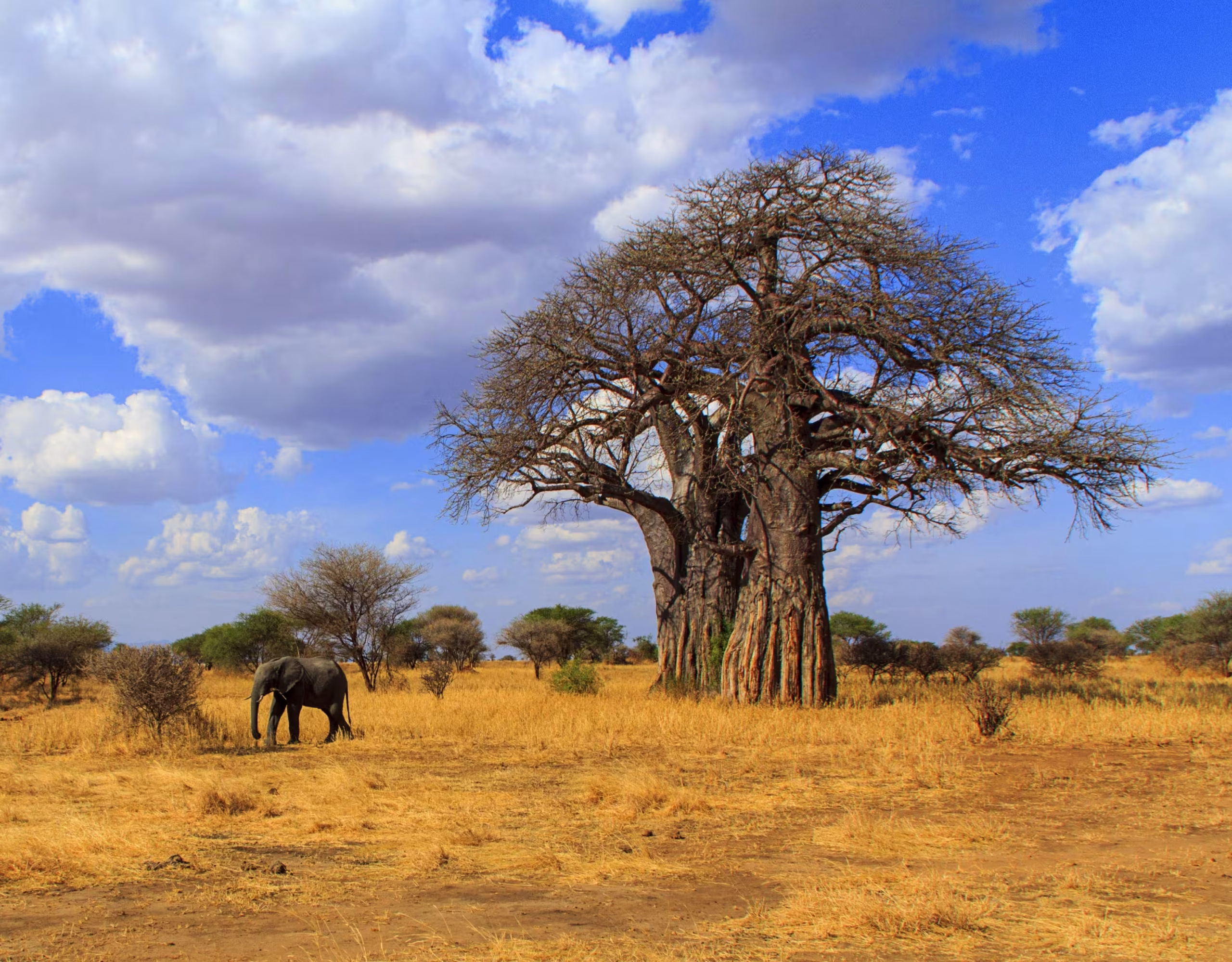 Tarangire