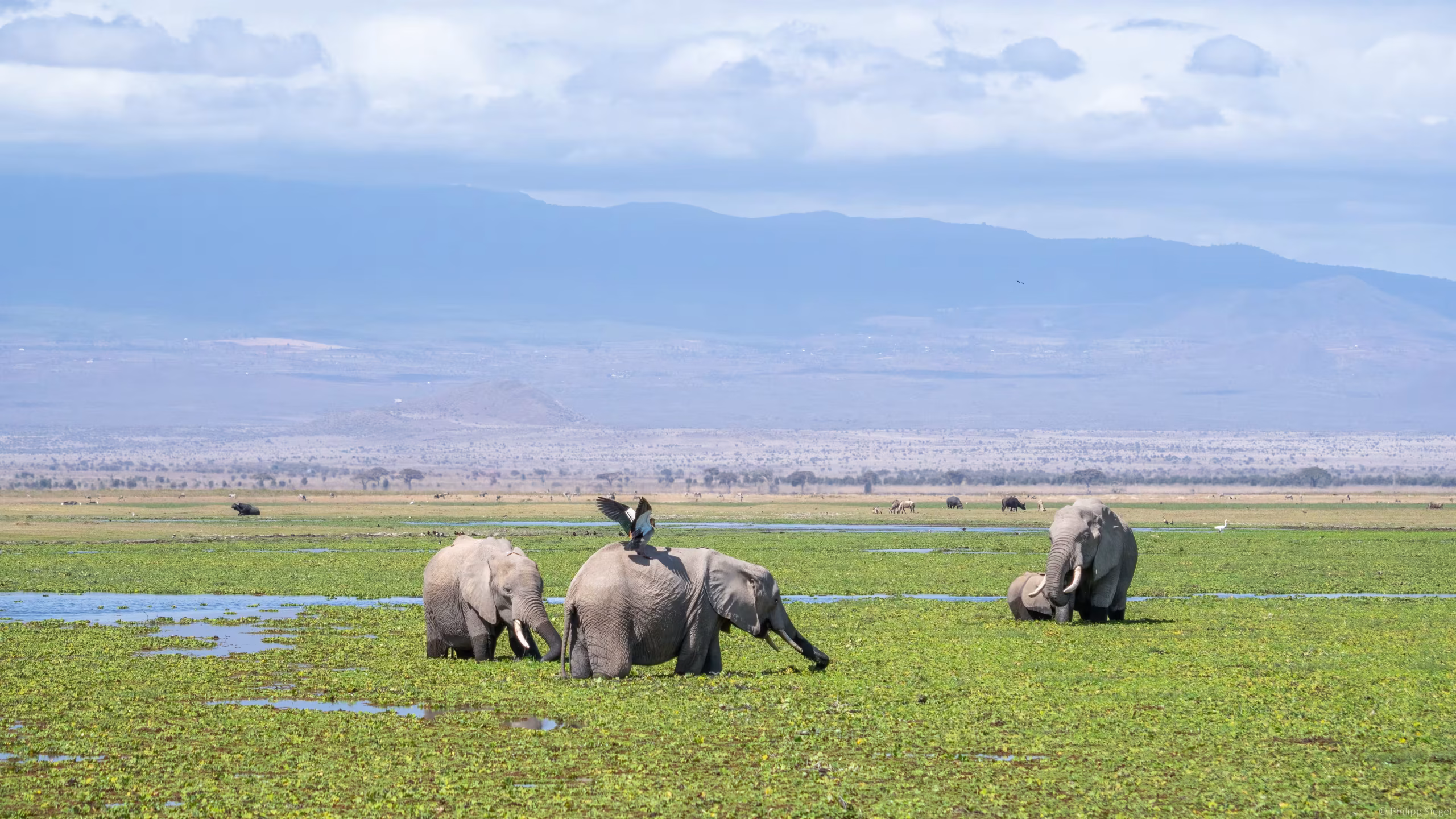 Ngorongoro