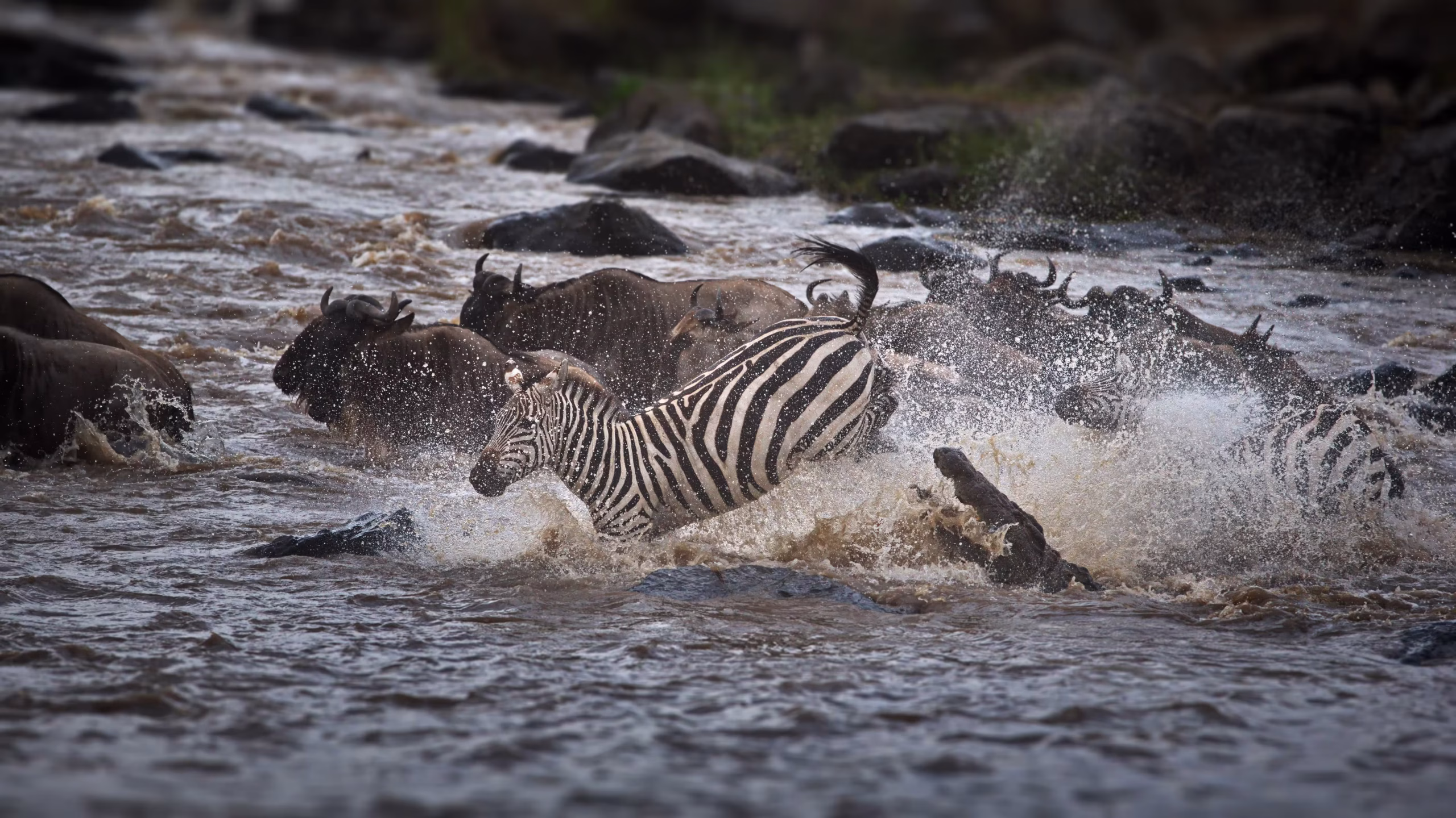 Zebra Crossing