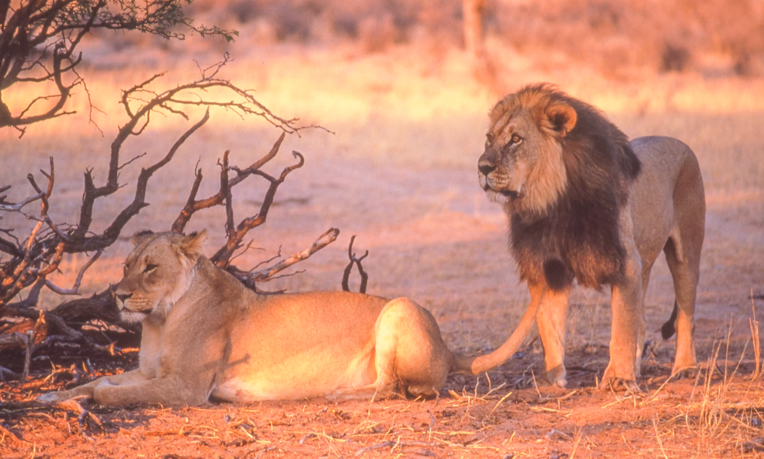 Lion pair — Ngorongoro