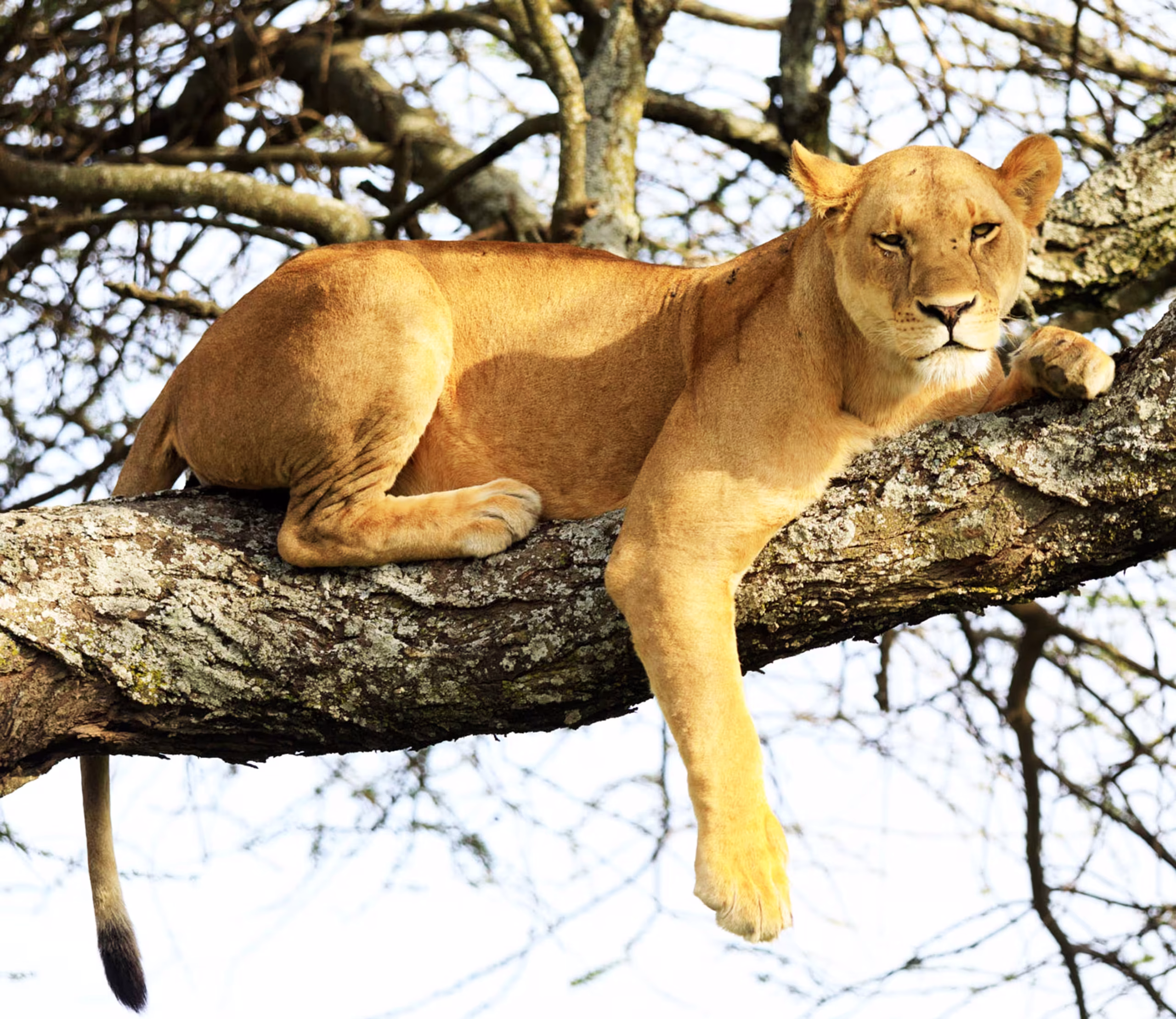 Lake Manyara