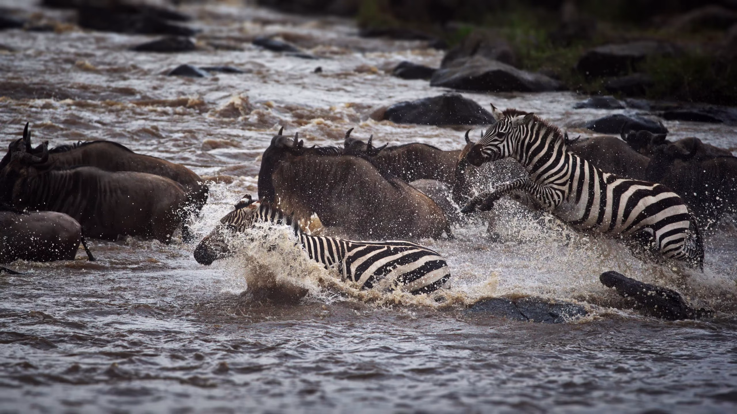 Great Migration dispatch