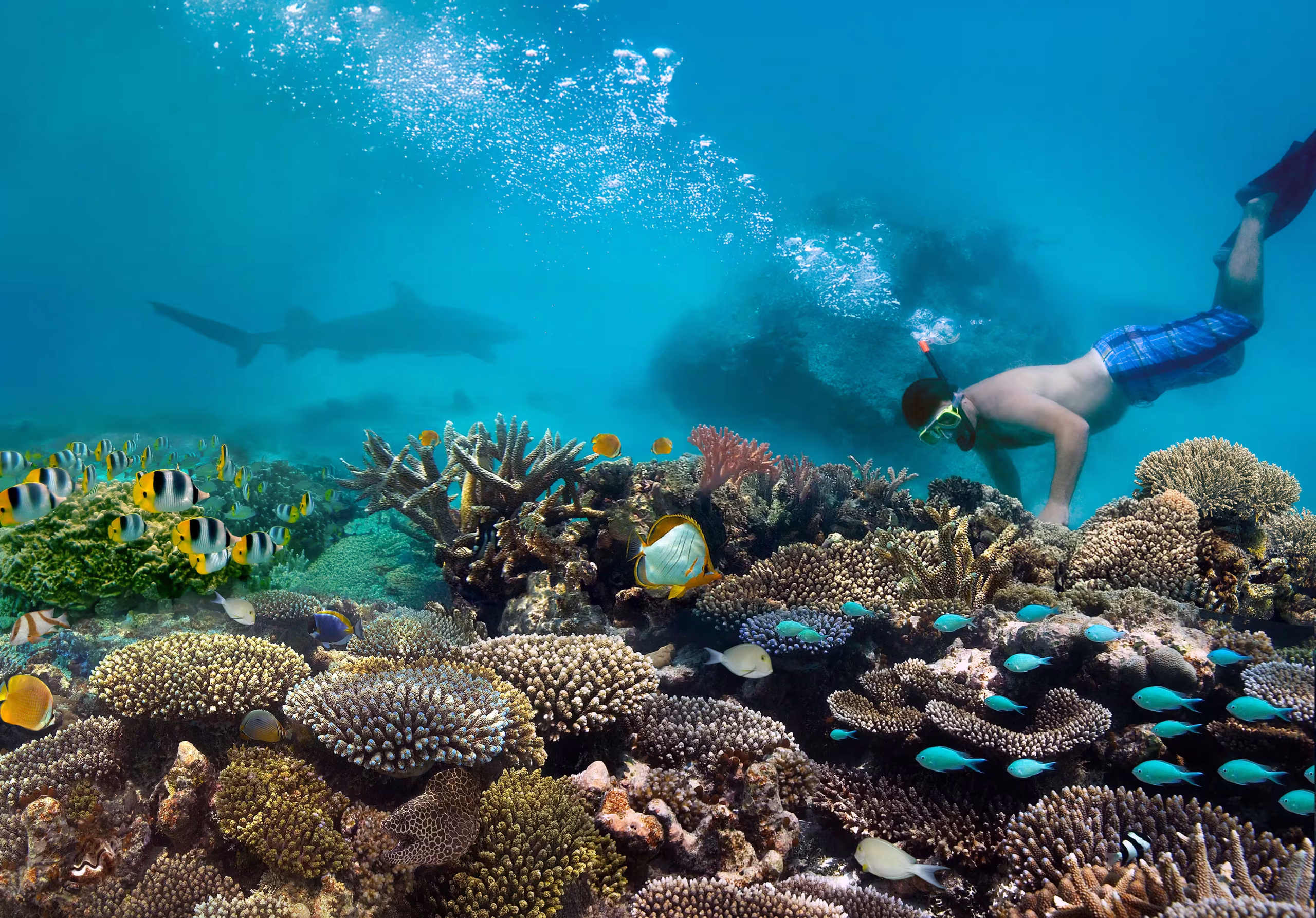 Reef snorkelling