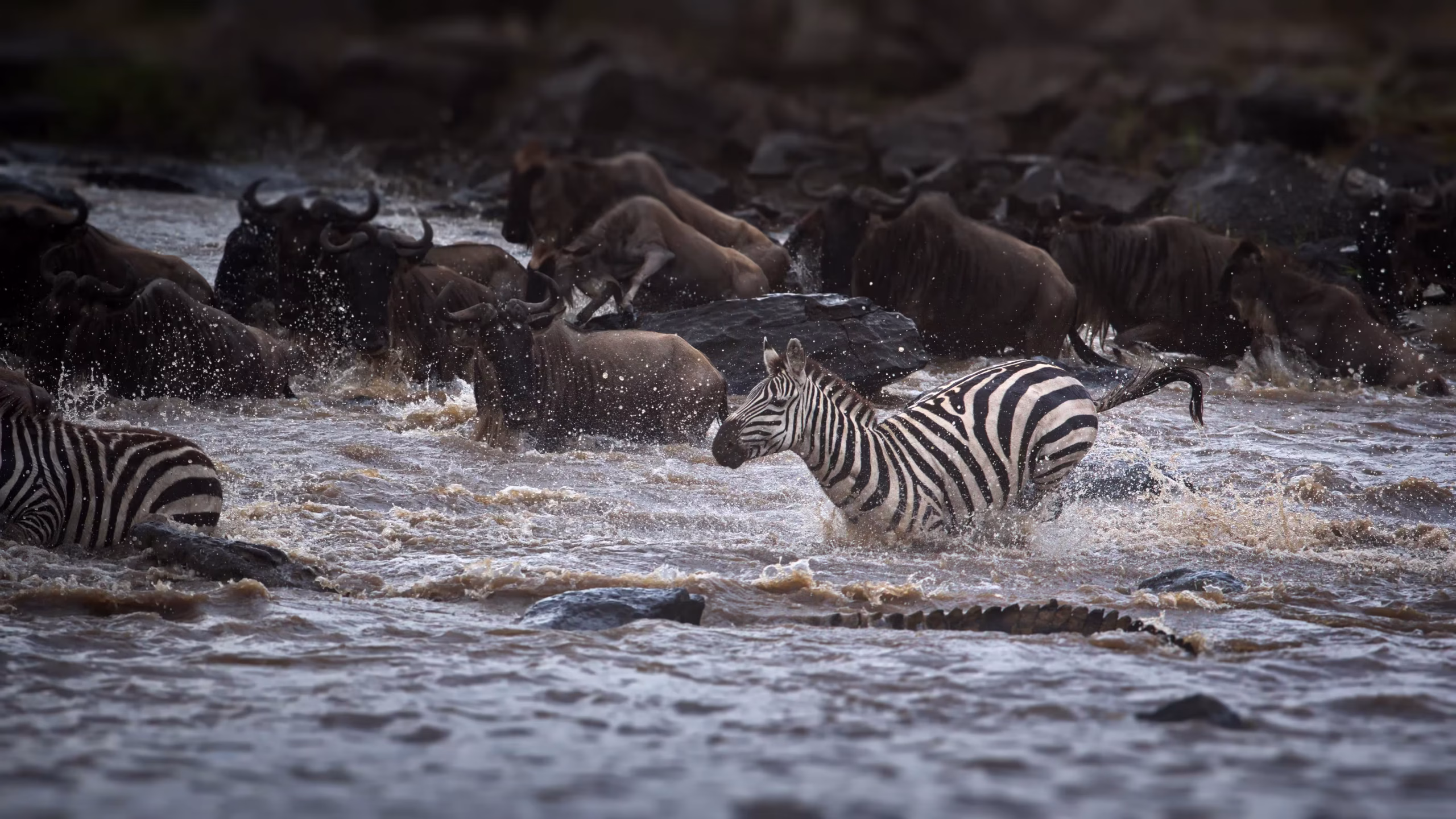 Serengeti at dawn
